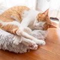 猫が体調を崩しているときの『危険な寝姿』3つ　病気のサインから取る…