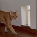 猫に『おはよう』と挨拶したら…まさかの"自然な日本語"で返…