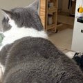 タオルハンガーの上に座っている猫→『右足』を見てみると…思わず二度…