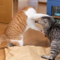 チッ…！猫があなたや同居猫に『八つ当たり』しているときの行動3選　…