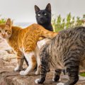 猫が他の猫の『お尻のニオイをかぐ』4つの理由　クン活は猫たちの“名…