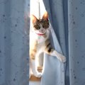 猫ちゃんが反応するまで名前を呼び続けてみたら…