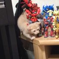 赤ちゃん猫が『ガンプラを倒さずに』進もうと努力した結果…可愛すぎる…