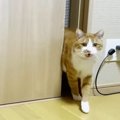 違う名前でも来る？呼ばれるとすぐに参上する猫ちゃん