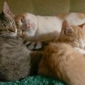 3匹の保護猫が仲良くなった結果…まるで『親子』のような光景が尊すぎ…