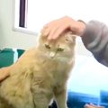 ひとりぼっちで後を追って来た猫…保護主さんの後押しで新たな猫生へ！