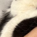 爪を切ろうと『猫を抱っこ』したら…涙が出るほど可愛い『表情』と『おてて…