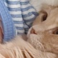 「殺意を感じるｗ」なんか息苦しいなと思ったら、隣にいた猫が…昼寝中…