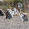 『猫の集会』とは？集まった猫らがやることや集まりやすい時間帯など…