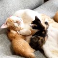 先住猫と一緒に寝ていた保護子猫たち→1匹が『しっぽ』のほうへ移動すると……