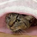 何かを必死に訴える猫→飼い主がようやく気づいて…尊すぎるやり取りと…