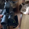 ドアップで映る猫ちゃんの撮影裏公開！