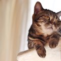 猫が急に『甘えてこなくなった』ときの理由3つ　考えられる原因と接し…