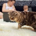 猫を『孤独な気持ち』にさせてしまう飼い主の行動5選　避けるべき理由…