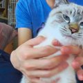 飼い主にお説教！？お留守番の不満を爆発させる猫に『切ない鳴き声が…