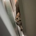 猫と『かくれんぼ』→飼い主がカーテンの裏に隠れたら…思わずニヤける『可…
