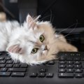 猫が『パソコンキーボード』にわざと乗る理由3つ　対策する方法はあるの？