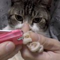 羨ましい！！ゴロゴロいいながら大人しく爪切り♡お利口猫ちゃん