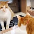 まさかの結果？！初対面を果たした猫ちゃんたち…