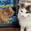 ハウスと一体化する同居猫に気が付かなくて…『通り過ぎようとした』次…