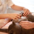 猫のために働ける『猫にまつわる職業』3選　どうすればなれる？資格は…