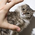 猫の飼い主は再確認を！愛猫にダメージを与えてしまう『危険行為』5つ