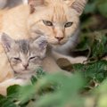 猫は『血縁関係』をどう認識している？親、兄弟…血の絆は猫にとっても…