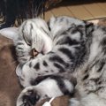 猫が飼い主と『一緒に寝たい』と思っているときの行動３つ