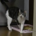 頭脳派猫ちゃん、パパさんの後を追ってお部屋から出ようと目論む