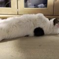 『野生はもう、ぶん投げた！』愛され猫ちゃんたちのライフスタイル