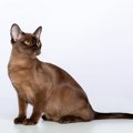 【獣医師監修】バーミーズは飼いやすい？猫種の性格や飼う前の注意点・価…