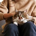 猫の『そばにいてOK』サイン5つ！近寄ってはいけない時との違いとは？