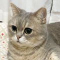 猫に構ってほしくて手を伸ばしたら、『ノールック』で…思わず笑っちゃ…