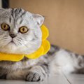 猫に絶対NGな『首輪』５選！こんな首輪は買うべきではない！