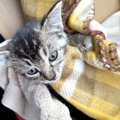 妊婦さんが“生まれてはじめて子猫を拾った”結果…愛に溢れた『素敵な物語』…