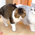 赤ちゃんと子猫が初めて出会った結果→警戒モードから、だんだんと…想…