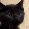 小さくて可愛らしかった『きゅるんとした瞳の子猫』が、現在…驚きの『…