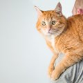 猫が『おんぶ』をされたがるときの理由5つ　考えられる心理や上手な応…