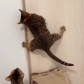 ここから出してください！猫部屋から出ようとがんばる猫さん！