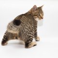 猫の『肛門』が３つに分離して見えたら要注意！その原因と対処法とは？