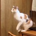 ケージの上にジャンプしようと『距離感を見定めていた猫』→次の瞬間…「電…