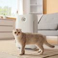 猫がいる部屋に『空気清浄機』を設置するときの注意点3選　選び方は？…