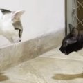 保護して１か月半が経った『やんちゃな子猫』→先住猫と対面すると…『心温…