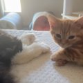 お姉ちゃんに甘えたいけど『怒られないか心配な妹猫』が、次の瞬間…悶…