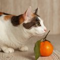 猫の『嗅覚』の凄いポイント2つ！他の生き物との違いとは？