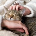 猫の健康維持を助ける『ツボマッサージ』5選　期待できる効果や満足しても…