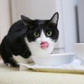 水素水は猫も飲んで良い？その効果と注意点について