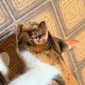 三毛猫の肩のあたりをよーく見たら…「声出たｗｗ」まさかの光景に「すごい…