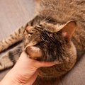 猫が皮膚病を発症する原因と症状、その治療法