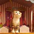 Laylaの１２猫占い【1/13～1/19】のあなたと猫ちゃんの運勢